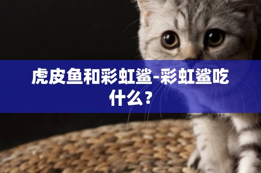 虎皮鱼和彩虹鲨-彩虹鲨吃什么？