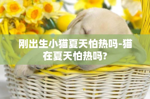 刚出生小猫夏天怕热吗-猫在夏天怕热吗?