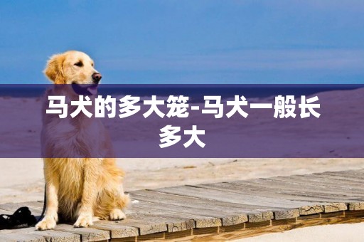 马犬的多大笼-马犬一般长多大