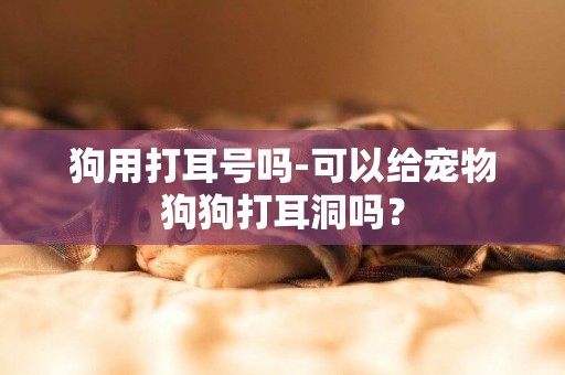 狗用打耳号吗-可以给宠物狗狗打耳洞吗？