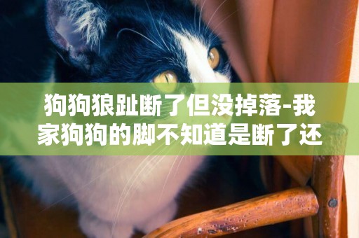 狗狗狼趾断了但没掉落-我家狗狗的脚不知道是断了还是没有断。