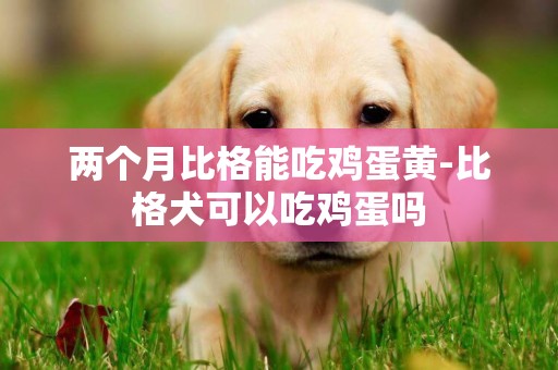 两个月比格能吃鸡蛋黄-比格犬可以吃鸡蛋吗