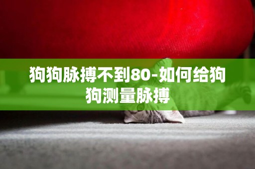 狗狗脉搏不到80-如何给狗狗测量脉搏