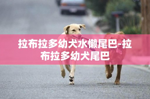 拉布拉多幼犬水懒尾巴-拉布拉多幼犬尾巴