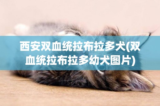 西安双血统拉布拉多犬(双血统拉布拉多幼犬图片)