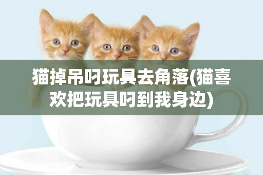 猫掉吊叼玩具去角落(猫喜欢把玩具叼到我身边)