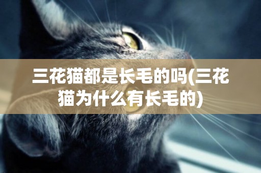 三花猫都是长毛的吗(三花猫为什么有长毛的)