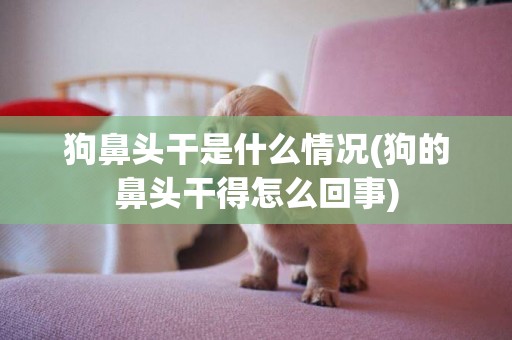 狗鼻头干是什么情况(狗的鼻头干得怎么回事)