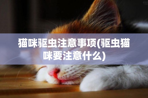 猫咪驱虫注意事项(驱虫猫咪要注意什么)