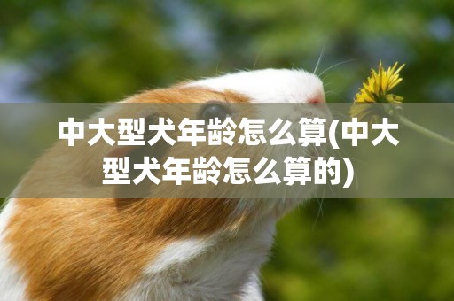 中大型犬年龄怎么算(中大型犬年龄怎么算的)