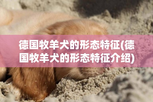 德国牧羊犬的形态特征(德国牧羊犬的形态特征介绍)