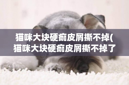 猫咪大块硬痂皮屑撕不掉(猫咪大块硬痂皮屑撕不掉了)