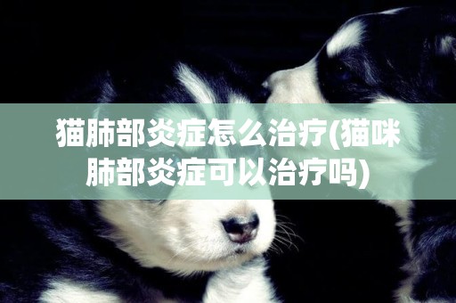 猫肺部炎症怎么治疗(猫咪肺部炎症可以治疗吗)