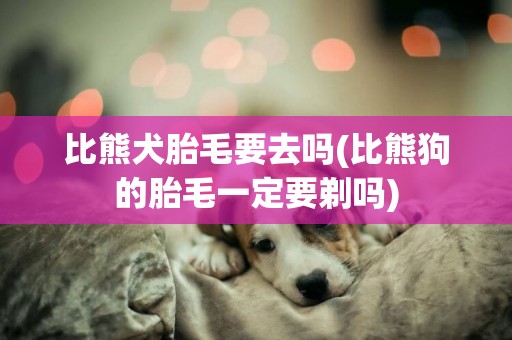 比熊犬胎毛要去吗(比熊狗的胎毛一定要剃吗)