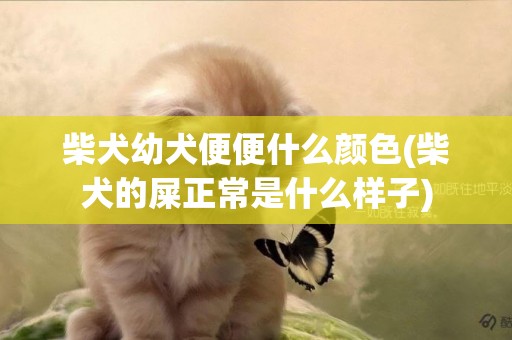 柴犬幼犬便便什么颜色(柴犬的屎正常是什么样子)