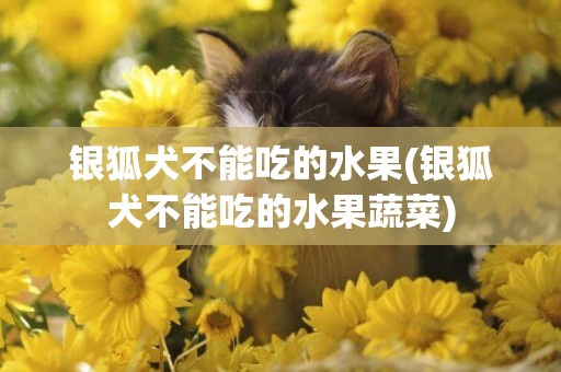 银狐犬不能吃的水果(银狐犬不能吃的水果蔬菜)