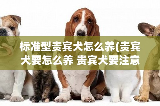 标准型贵宾犬怎么养(贵宾犬要怎么养 贵宾犬要注意什么)