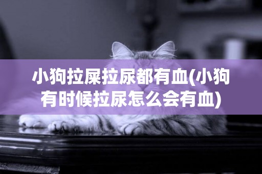 小狗拉屎拉尿都有血(小狗有时候拉尿怎么会有血)