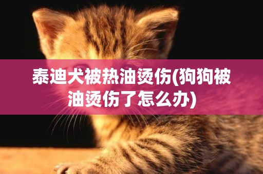 泰迪犬被热油烫伤(狗狗被油烫伤了怎么办)