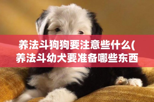 养法斗狗狗要注意些什么(养法斗幼犬要准备哪些东西)