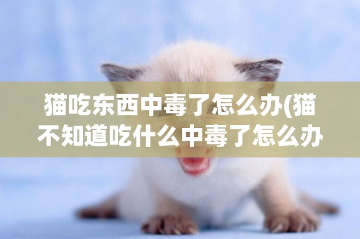 猫吃东西中毒了怎么办(猫不知道吃什么中毒了怎么办)