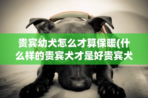 贵宾幼犬怎么才算保暖(什么样的贵宾犬才是好贵宾犬)