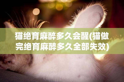 猫绝育麻醉多久会醒(猫做完绝育麻醉多久全部失效)