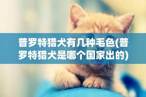 普罗特猎犬有几种毛色(普罗特猎犬是哪个国家出的)