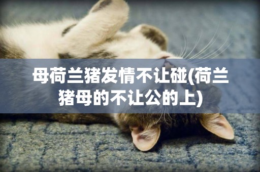 母荷兰猪发情不让碰(荷兰猪母的不让公的上)