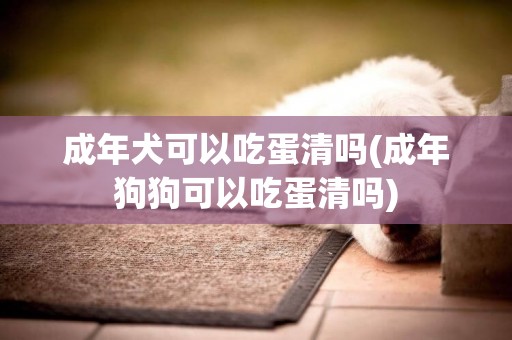 成年犬可以吃蛋清吗(成年狗狗可以吃蛋清吗)