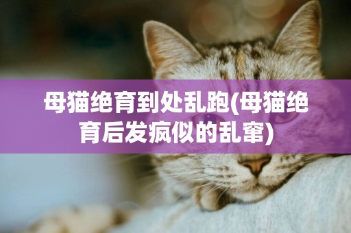 母猫绝育到处乱跑(母猫绝育后发疯似的乱窜)