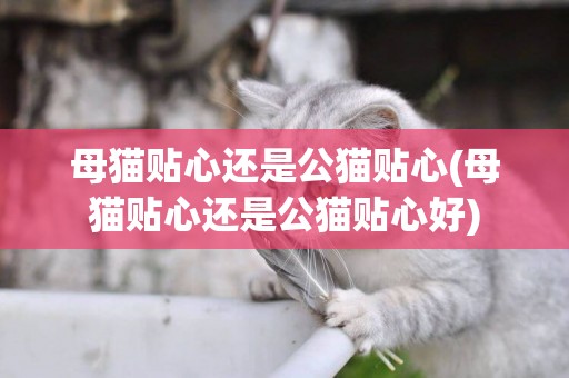 母猫贴心还是公猫贴心(母猫贴心还是公猫贴心好)