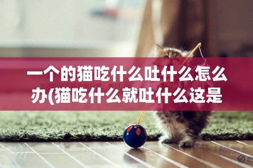 一个的猫吃什么吐什么怎么办(猫吃什么就吐什么这是什么问题)