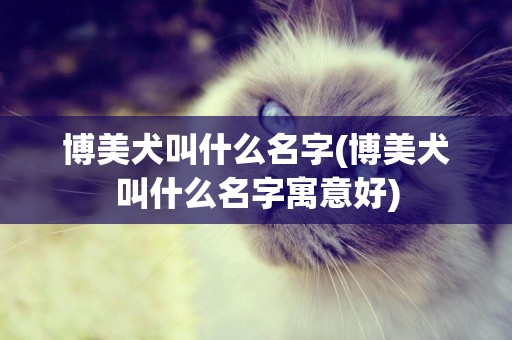 博美犬叫什么名字(博美犬叫什么名字寓意好)