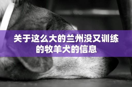 关于这么大的兰州没又训练的牧羊犬的信息