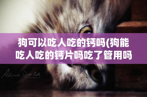 狗可以吃人吃的钙吗(狗能吃人吃的钙片吗吃了管用吗)