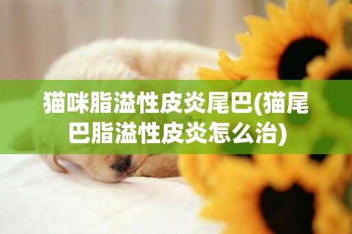 猫咪脂溢性皮炎尾巴(猫尾巴脂溢性皮炎怎么治)