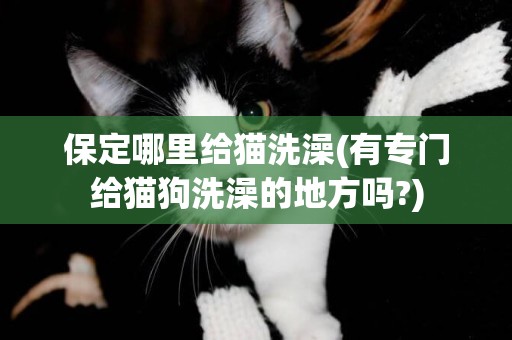 保定哪里给猫洗澡(有专门给猫狗洗澡的地方吗?)