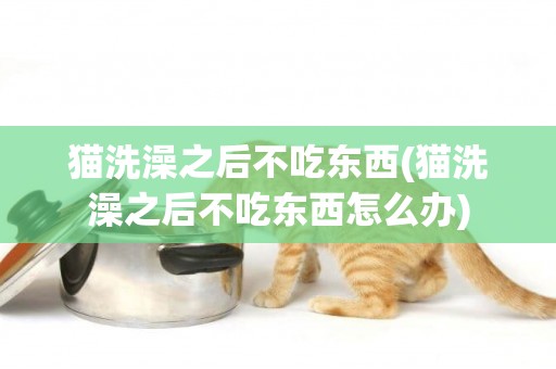 猫洗澡之后不吃东西(猫洗澡之后不吃东西怎么办)