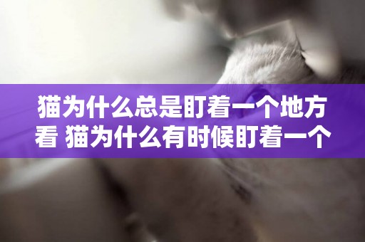 猫为什么总是盯着一个地方看 猫为什么有时候盯着一个地方