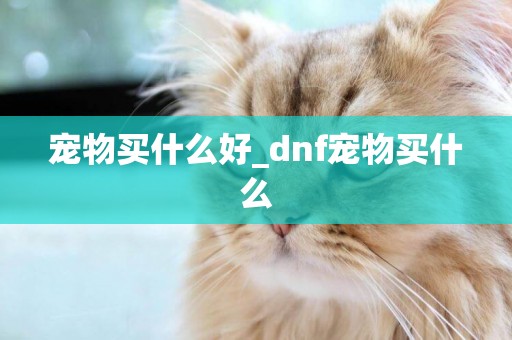 宠物买什么好_dnf宠物买什么