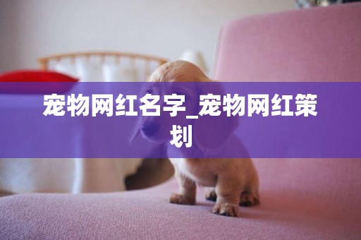 宠物网红名字_宠物网红策划