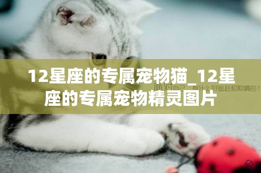 12星座的专属宠物猫_12星座的专属宠物精灵图片