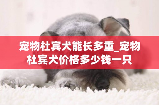 宠物杜宾犬能长多重_宠物杜宾犬价格多少钱一只