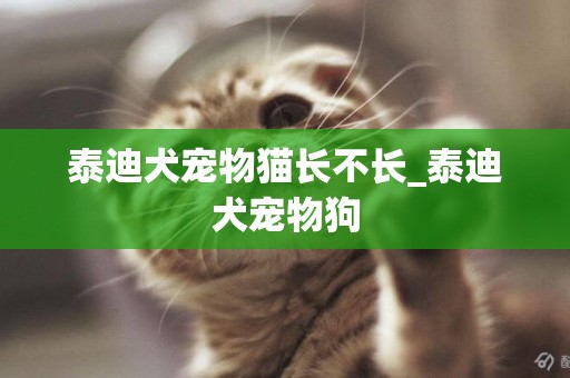 泰迪犬宠物猫长不长_泰迪犬宠物狗