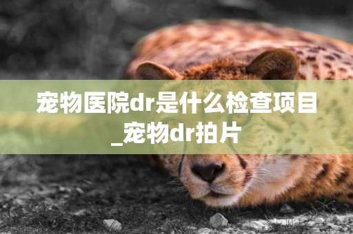 宠物医院dr是什么检查项目_宠物dr拍片