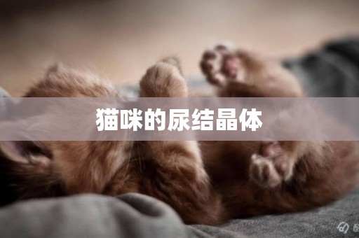 猫尿结晶种类图片