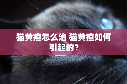 猫黄疸怎么治 猫黄疸如何引起的？