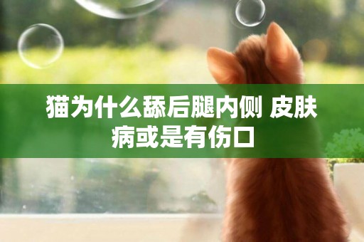 猫为什么舔后腿内侧 皮肤病或是有伤口