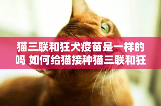 貓三聯和狂犬疫苗是一樣的嗎 如何給貓接種貓三聯和狂犬疫